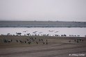 b05_Lac du Der-030_GF